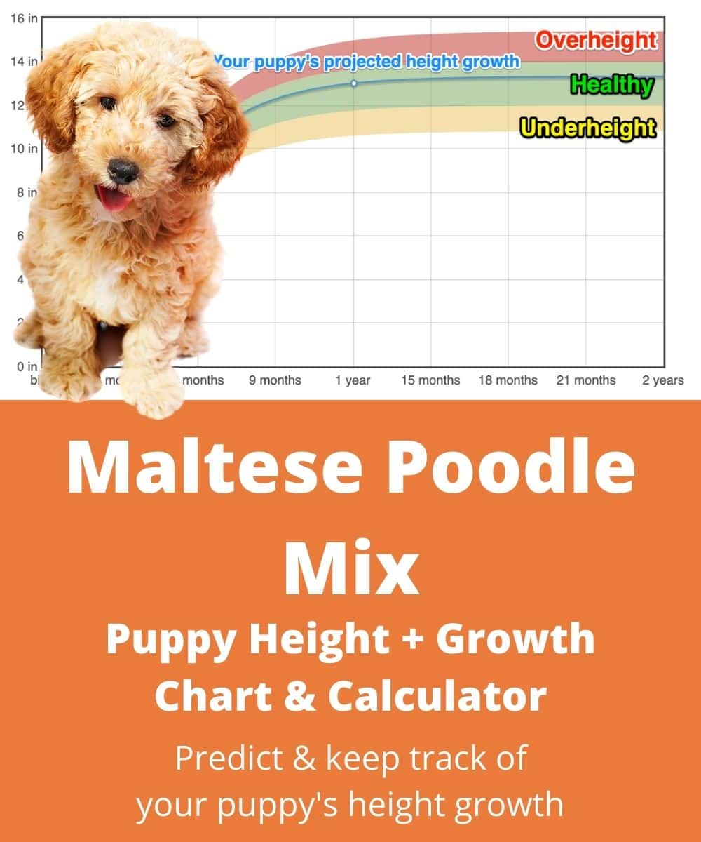 moodle Puppy height Growth Chart moodle Puppy height Growth Chart